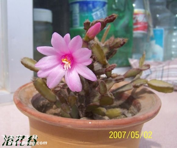 落花之舞