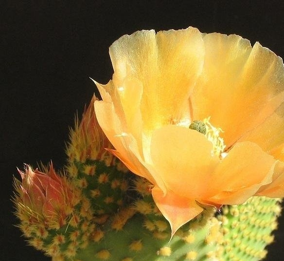 ëOpuntia microdasys