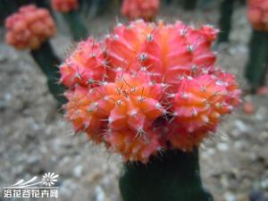 红牡丹玉为 "瑞云" 变种～ "牡丹玉" 的斑锦变异栽培品种