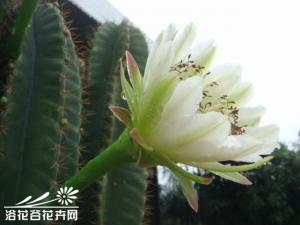 面角为大型柱状多肉植物，高可达10米