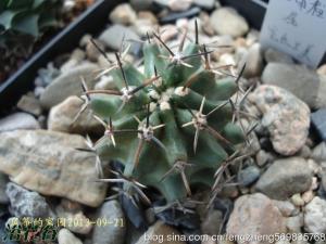 Echinocereus fendler ƿ¹