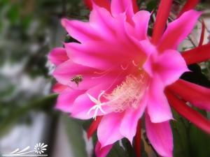 锯齿昙花图片 高90-120厘米，无刺，齿较宽，两齿间距隙较小
