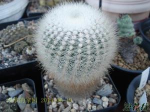 白小町Notocactus scopa 初期球形慢慢的长成圆筒形，球径6-10厘米，高10-25厘米