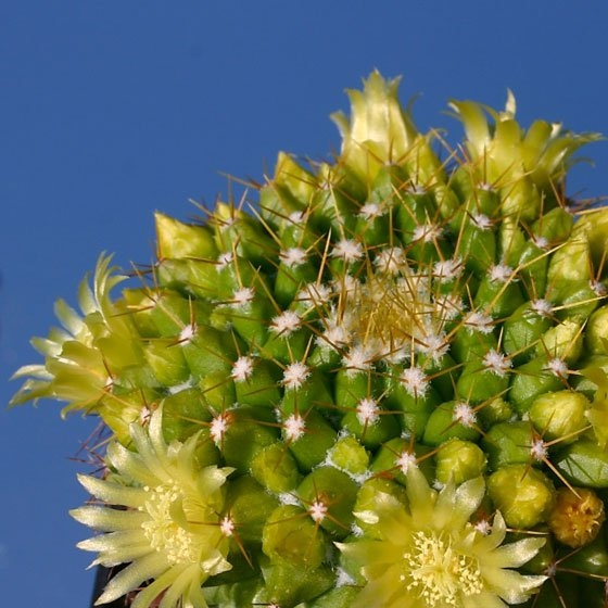 金洋丸(Mammillaria marksiana)