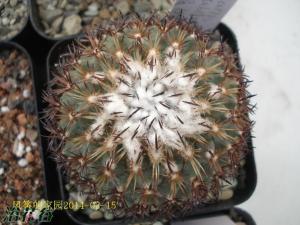 伊莎贝拉(Turbinicarpus sau 一种具有漂亮刺座的乳突球品种