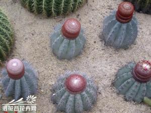 ƣMelocactus azureus ֲ굥ԲԲΣ12-14