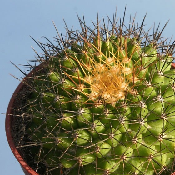 金洋丸(Mammillaria marksiana)