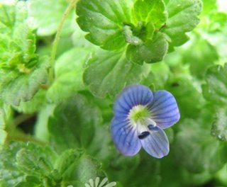 阿拉伯婆婆纳图片