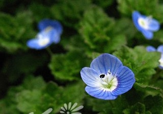 阿拉伯婆婆纳图片
