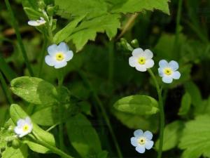 附地菜图片 花期5～6月。以全草入药