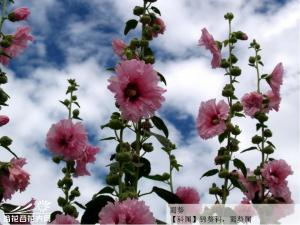 蜀葵图片 花呈总状花序顶生单瓣或生瓣，有紫、粉、红、白等色