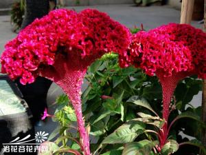 鸡冠花，学名Celosia cristata L.。原产非洲，美洲热带和印度