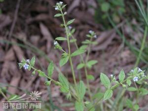 柔弱斑种草一年生或二年生草本