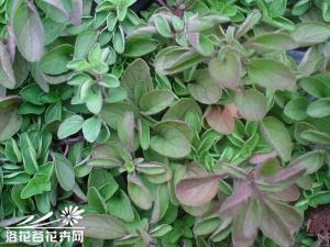 原生奥勒冈是多年生草本植物，很具有侵入性