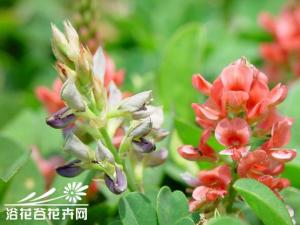 穗花木蓝，一年生草本。茎匍匐或蔓延，被灰毛