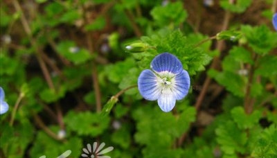 阿拉伯婆婆纳图片