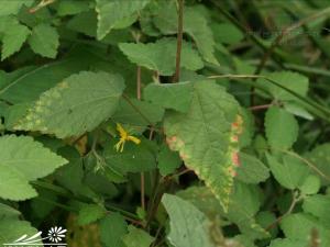 田麻，一年生草本，高40—60厘米；嫩枝与茎上有星芒状短柔毛