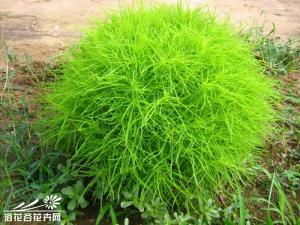 地肤，一年生直立草本花卉，植株为嫩绿，秋季叶色变红