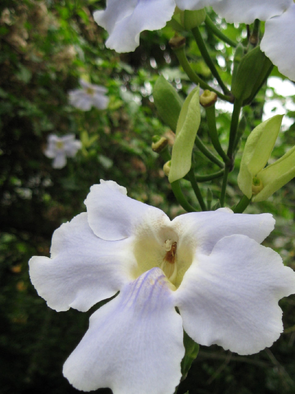 大花老鸦嘴图片