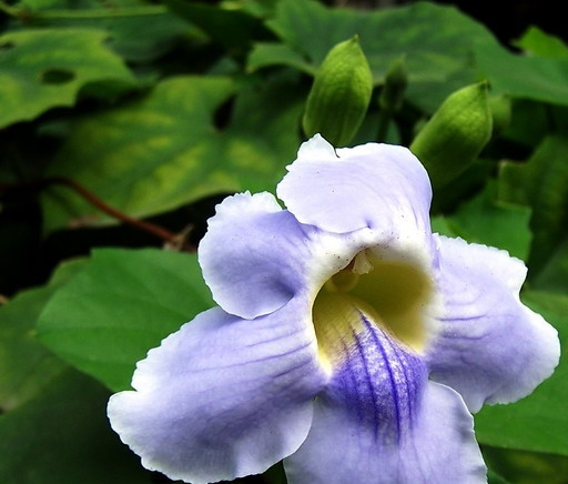 大花老鸦嘴图片