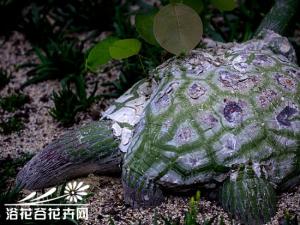 龟纹木棉图片