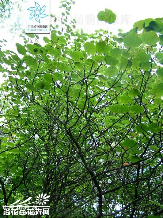 长柄双花木图片