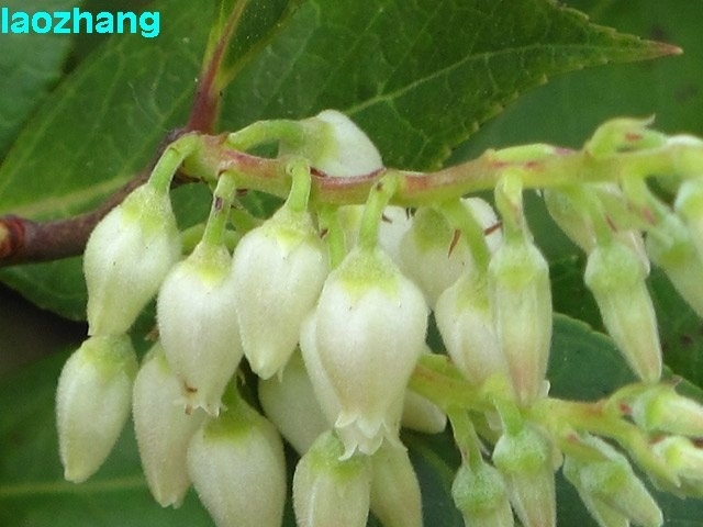 长萼马醉木图片