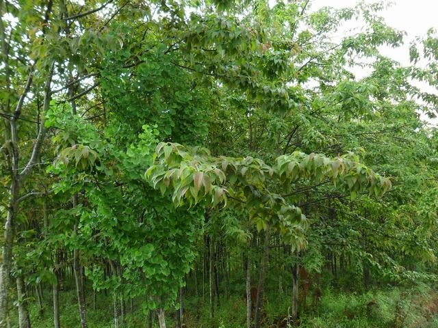 ������ͼƬ