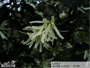 白花檵木图片 稀为小乔木，高达12米，径30厘米