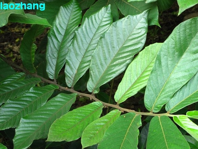 ��������ͼƬ