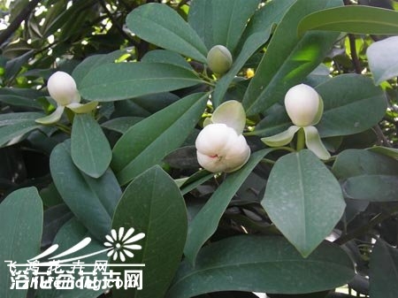 厚叶木莲图片