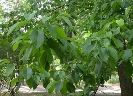 ������ͼƬ