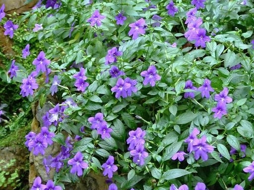 蓝英花图片
