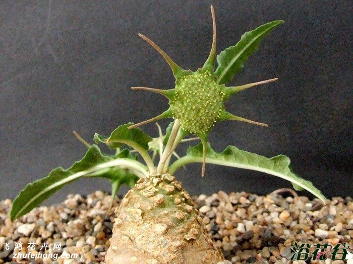 Ҷɣ(Dorstenia crispa)