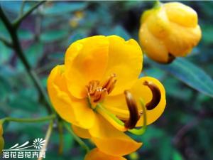 黄槐决明图片 灌木或小乔木，高5-7米；分枝多，小枝有肋条