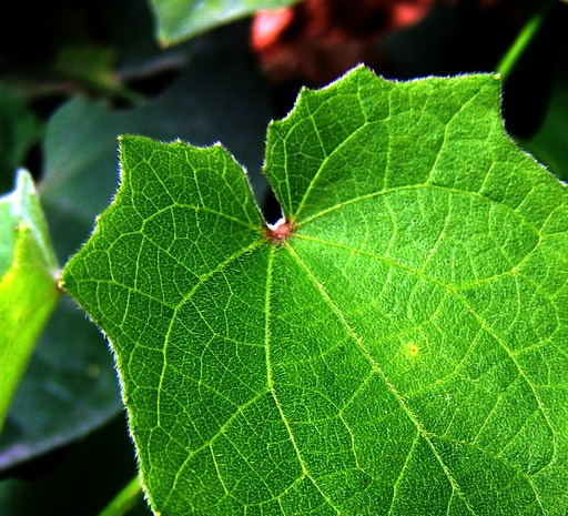 大花老鸦嘴图片