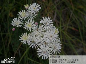 瓣蕊唐松草多年生草本，毛茛科唐松草属，无毛