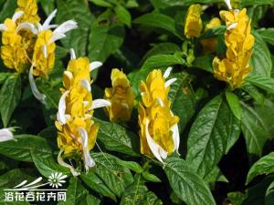 金苞花金苞花又称黄虾花、珊瑚爵床、金包银、金苞虾衣花