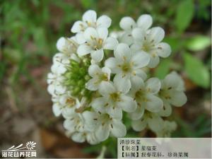 泽珍珠菜(星宿菜)图片