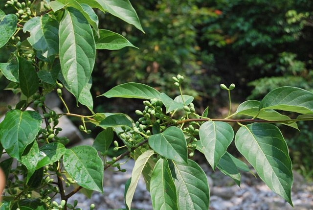 ������ͼƬ