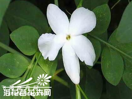 素方花图片