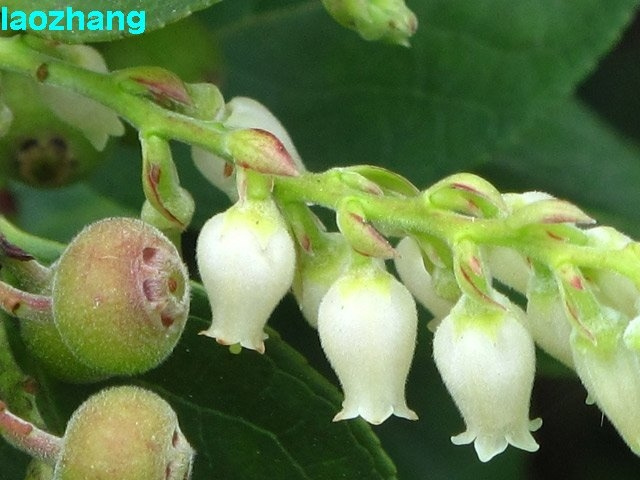 长萼马醉木图片