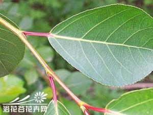 小叶杨，落叶乔木，树高15～25m，幼树皮灰绿色，老时暗灰色，树冠卵圆形