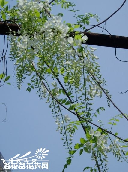 白花紫藤图片