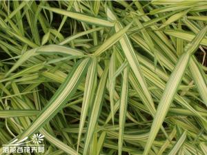 玉带草为多年生宿根草本植物