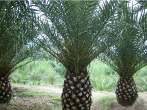 油棕属多年生单子叶植物，是热带木本油料作物