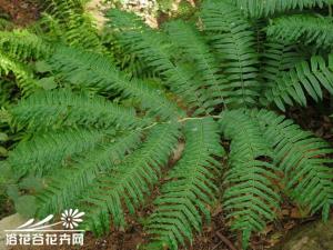 福建观音座莲，植株高1．5—3m。根茎块状，直立