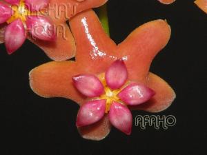本格尔顿球兰Hoya benguetensis——萝藦科球兰属