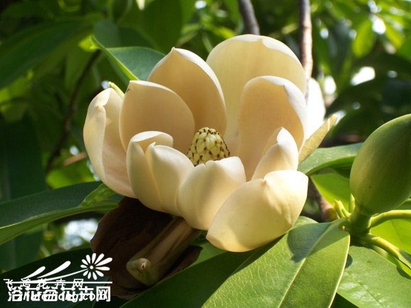 厚叶木莲图片