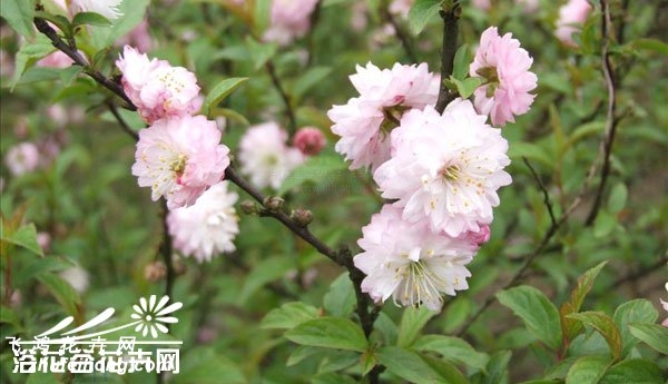 郁李图片